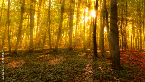 Morning in the autumn forest. Golden sunlight in a dark foggy forest. Autumn background