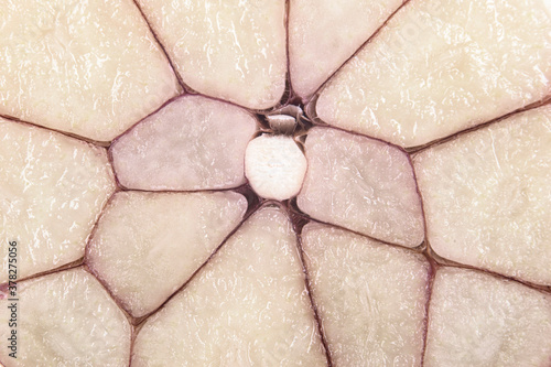 Macro shot fresh garlic cut across. Garlic bulb cut in half inside cross section close up.