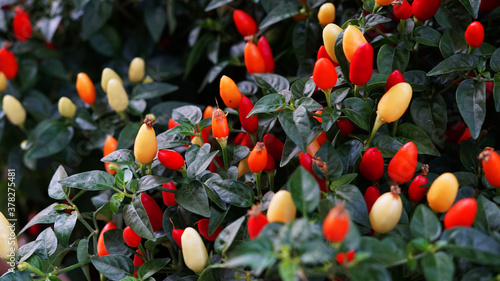 Bio home growing chilli pepper plant with ready to harvest fruit with red colour