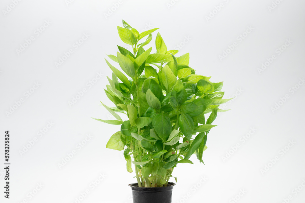 Basil in a pot isolated on white background. Basil in a pot isolated on white background.