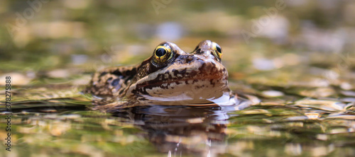 Frog in the Pond