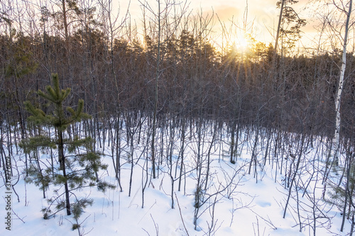 Young Pines and birches in the winter forest at sunrise