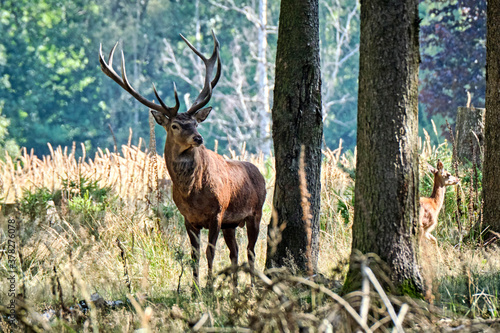 Fototapeta Naklejka Na Ścianę i Meble -  Rotwild ( Cervus elaphus ).