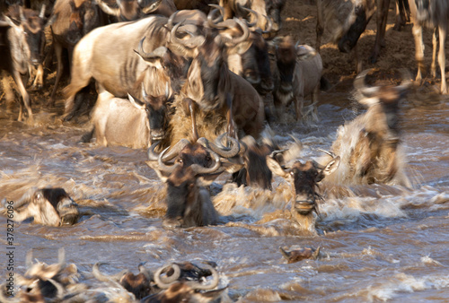 The wildebeest are also called as Gnu, these are even-hooved (ungulate) mammal