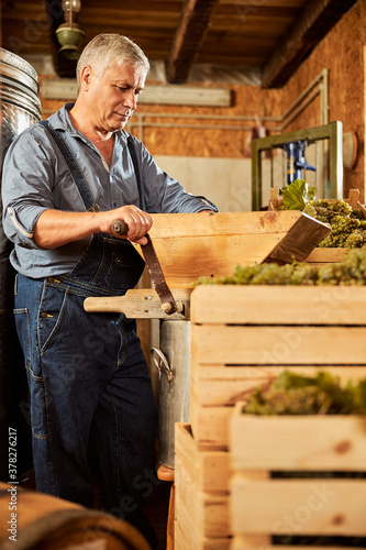 Aged winemaker crushing ripe grapes for making wine