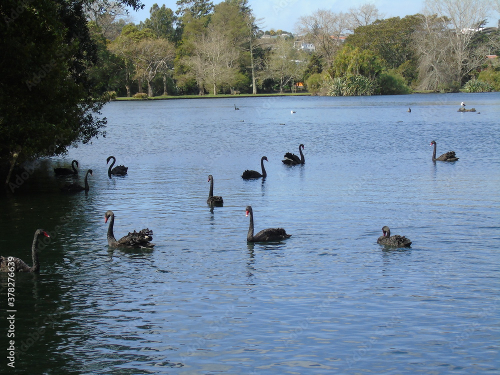 swans on the lake swans on the lake