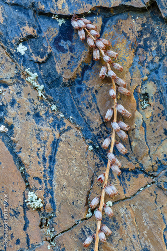 Elongated stem with dried navelwort flowers and rock bottom. Umbilicus rupestris. photo