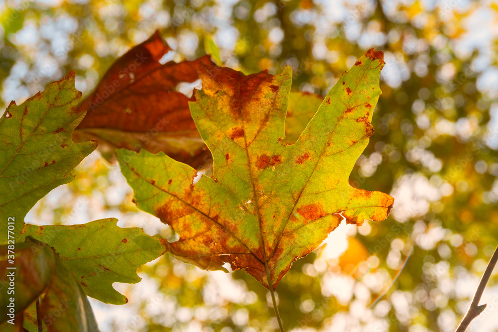 Close up on texture of a colorful autumn plane leafs Close up on texture of a colorful autumn plane leafs