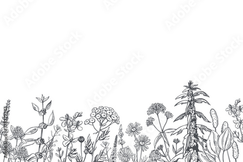 Vector background with medicinal herbs.