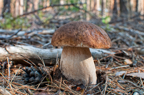 Pilz mushroom