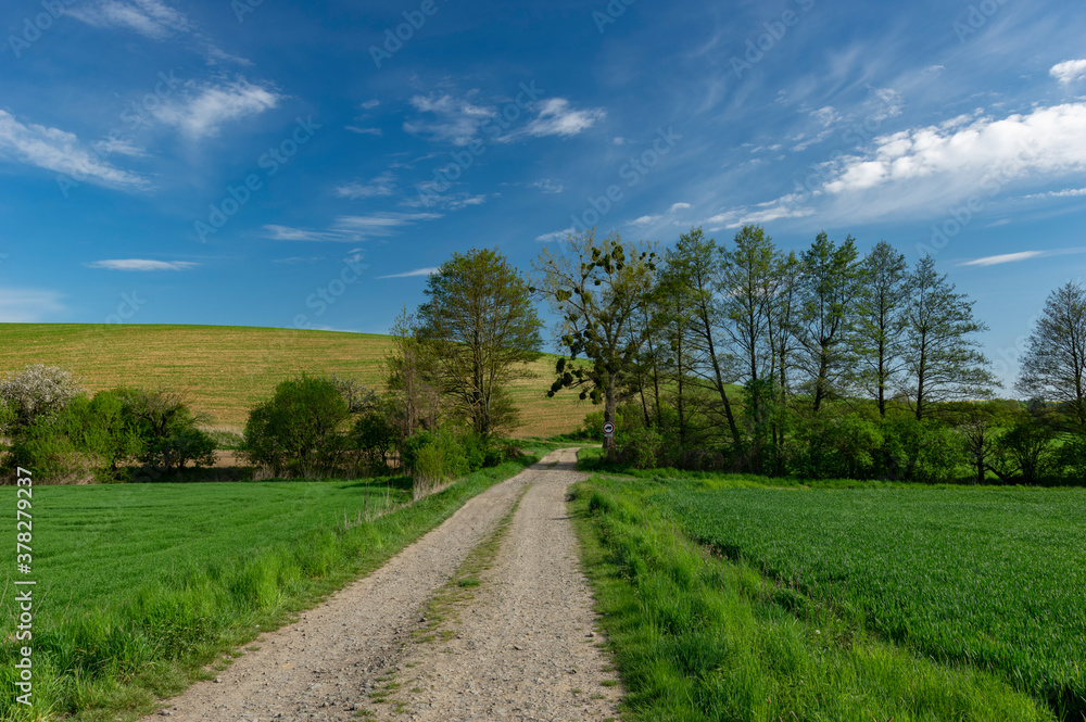 Rural Czech landscape with blooming rape field near Lisky, Czech Republic, Kromerir District