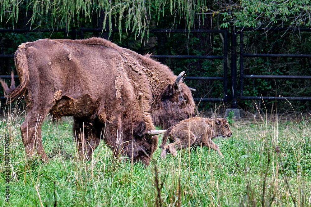 Wisent oder Europäische Bison ( Bos bonasus ) mit frisch geworfenen Kalb. Wisent oder Europäische Bison ( Bos bonasus ) mit frisch geworfenen Kalb.