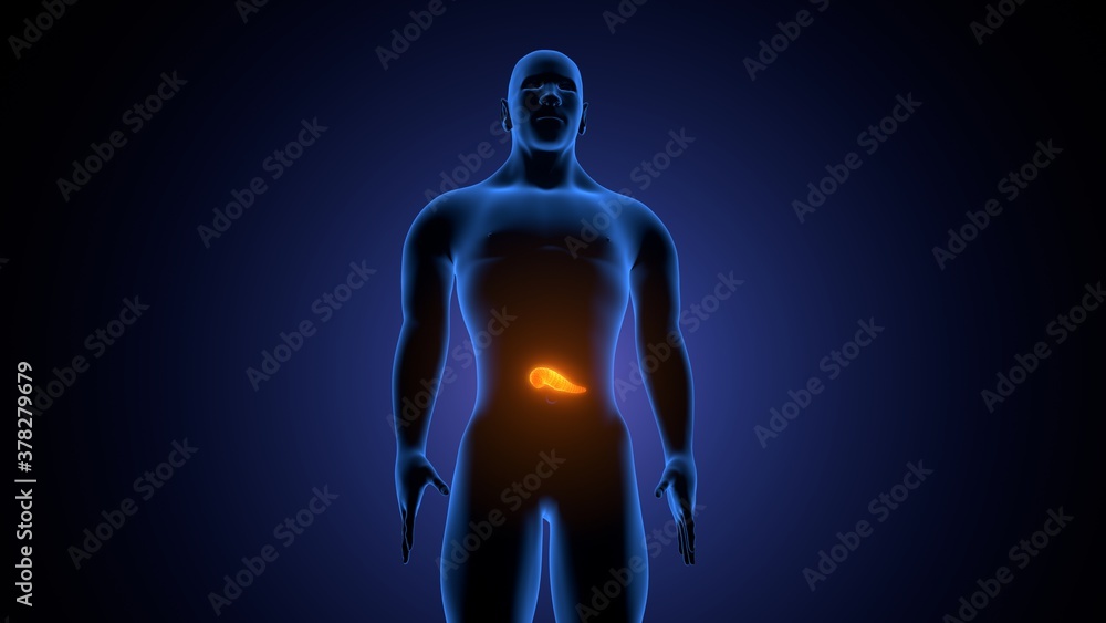 3d render of human body organs pancreas anatomy
3d render of human body organs pancreas anatomy