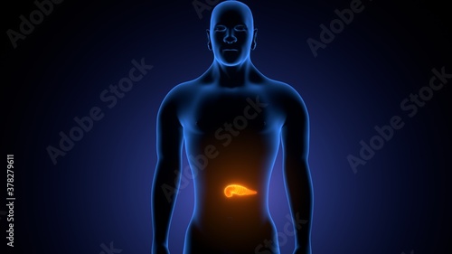 3d render of human body pancreas anatomy