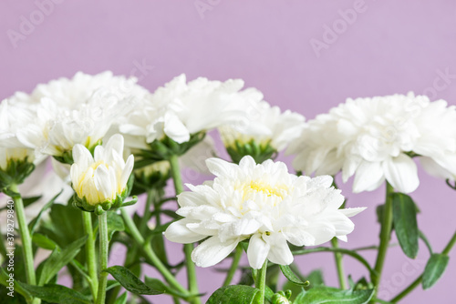 White chrysanthemum grandessa close up in dew drops © ais60