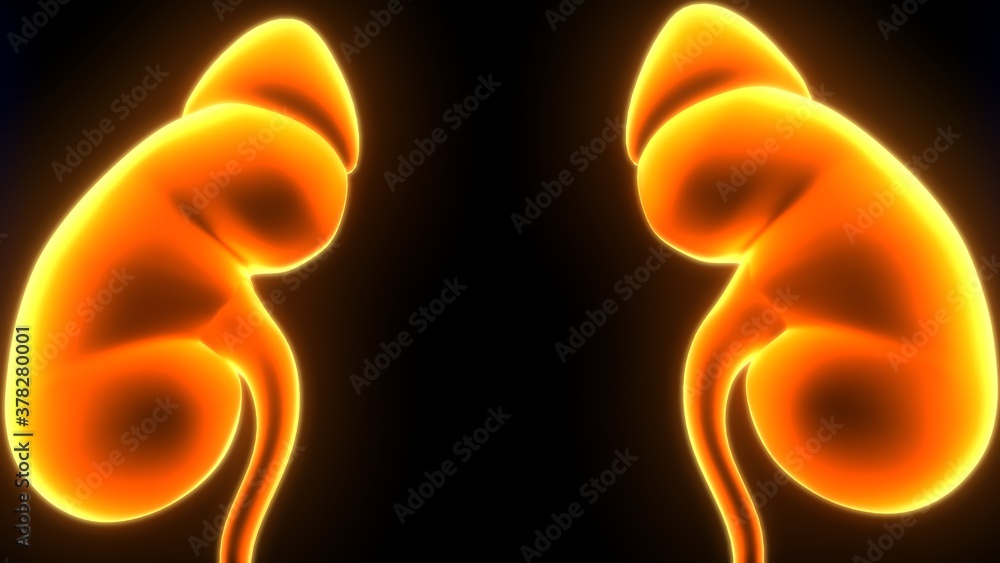 Naklejka premium Human Urinary System Kidneys with Bladder Anatomy. 3d illustration