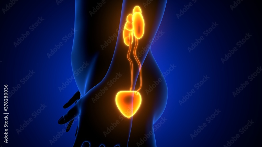 Human Urinary System Kidneys with Bladder Anatomy. 3d illustration