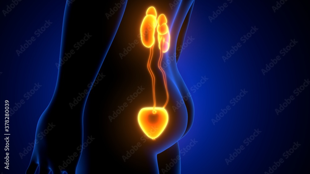 Human Urinary System Kidneys with Bladder Anatomy. 3d illustration ...
