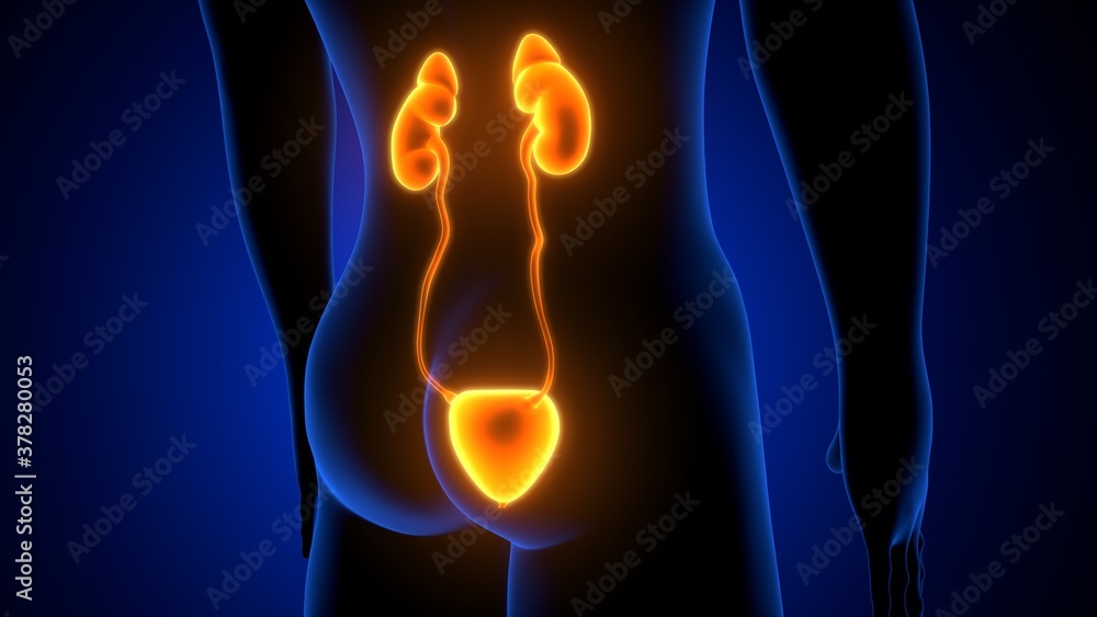 Naklejka premium Human Urinary System Kidneys with Bladder Anatomy. 3d illustration