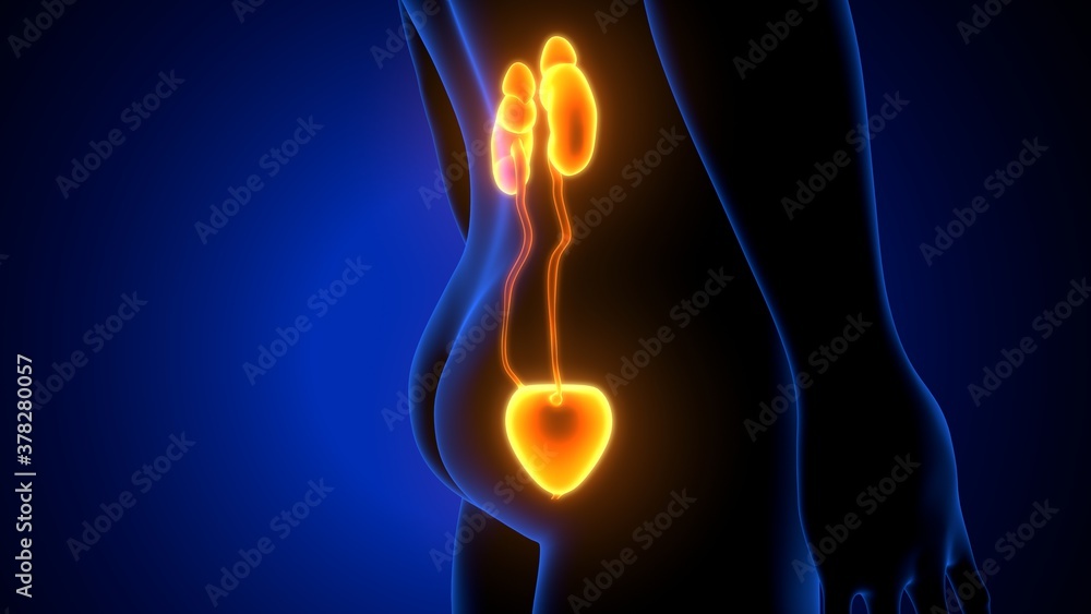 Human Urinary System Kidneys with Bladder Anatomy. 3d illustration Human Urinary System Kidneys with Bladder Anatomy. 3d illustration