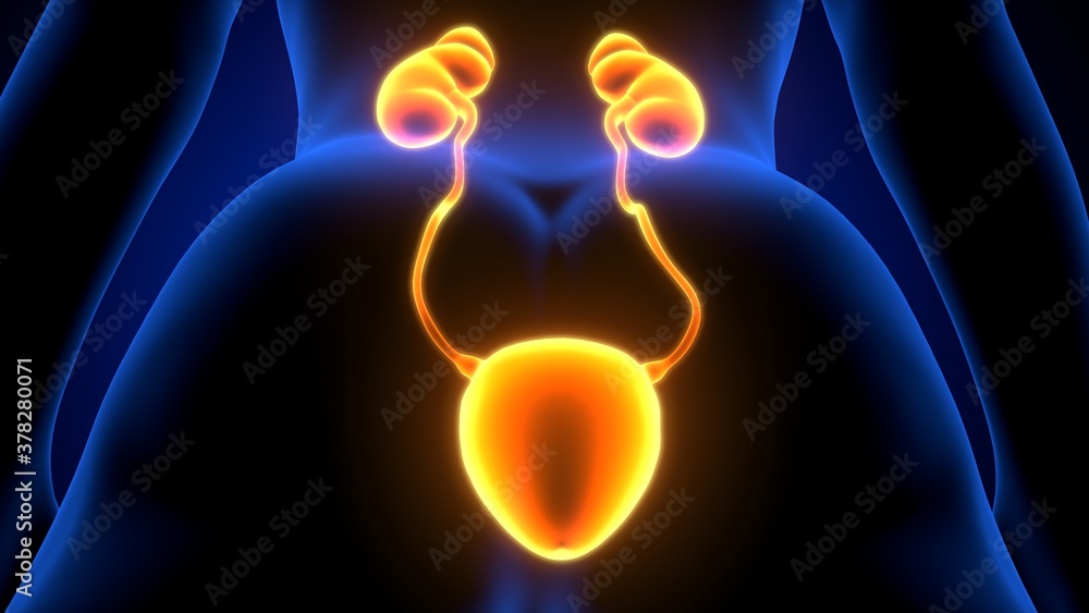 3d render of human urinary system kidneys with bladder anatomy 3d render of human urinary system kidneys with bladder anatomy
