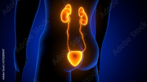 Human Urinary System Kidneys with Bladder Anatomy. 3d illustration