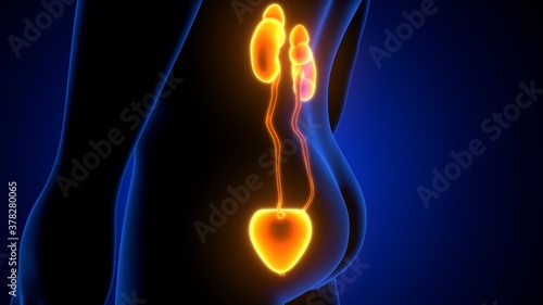 3d render of human urinary system kidneys with bladder anatomy