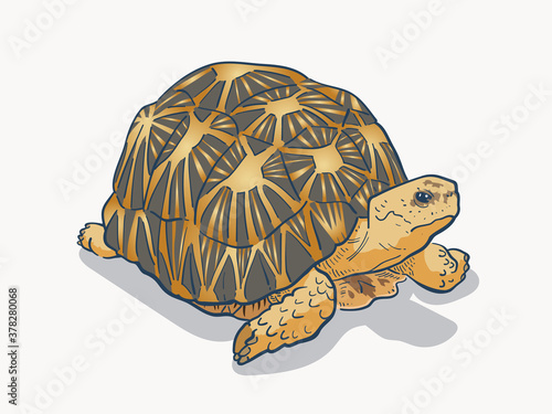vector illustration of Radiated Tortoise, The radiated tortoise from south of Madagascar isolated on white background.