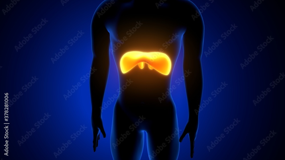 3d render of human body diaphragm anatomy 3d render of human body diaphragm anatomy