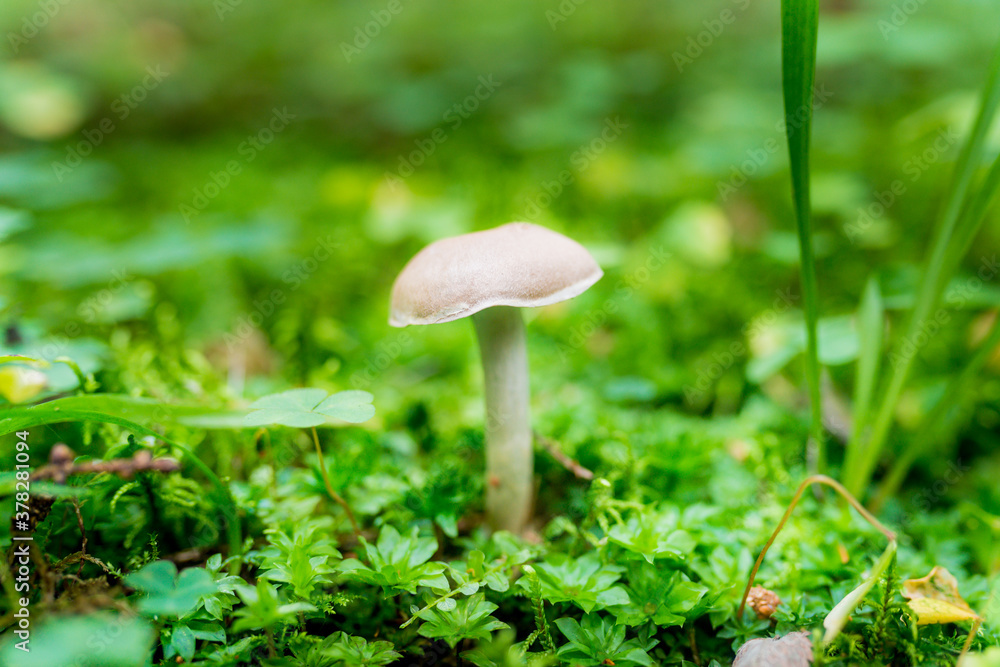 Close-up of a wild mushroom Cortinarius caperatus on a green background. The season for picking edible mushrooms in the forest Close-up of a wild mushroom Cortinarius caperatus on a green background. The season for picking edible mushrooms in the forest