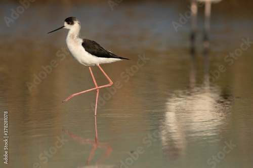 The black-winged stilt also called as common stilt is a widely distributed very long-legged wader