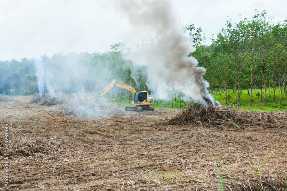 Fototapeta premium backhoe working in a rubber plantation