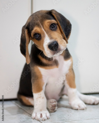 Cute beagle puppy sitting eyes