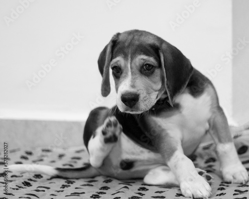 Cute beagle puppy sad eyes mat