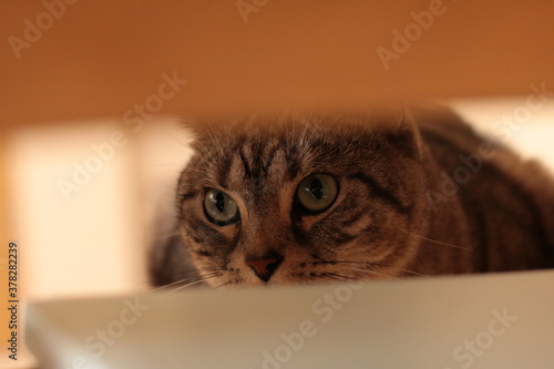 獲物を見つけ狙う猫