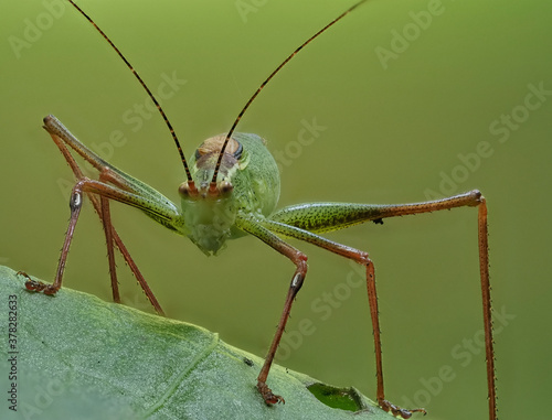 Laubholz-Säbelschrecke (Barbitistes serricauda) photo