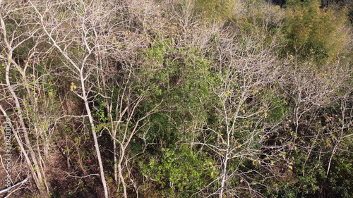 tree leaves in the forest