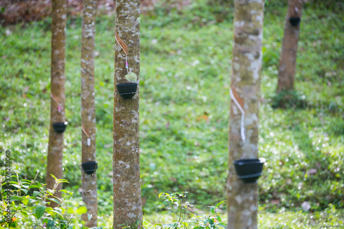 Tapping latex from a rubber tree. Thailand