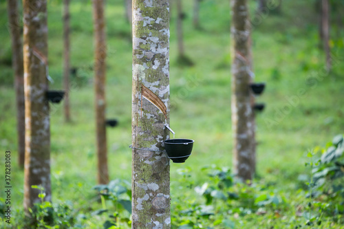Tapping latex from a rubber tree. Thailand