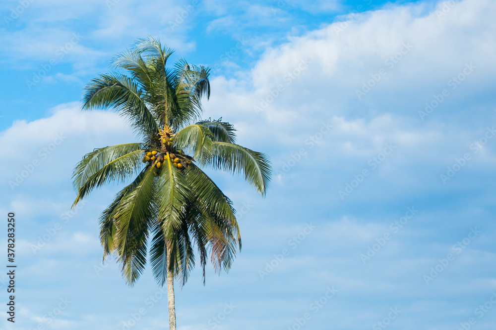 Coconut tree on blue sky .