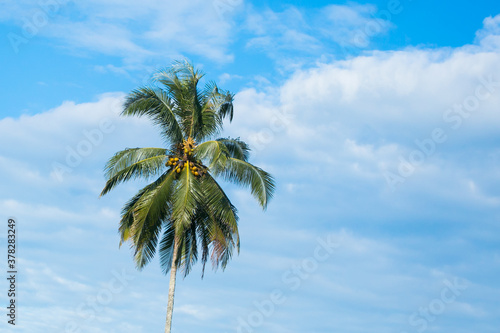 Coconut tree on blue sky .