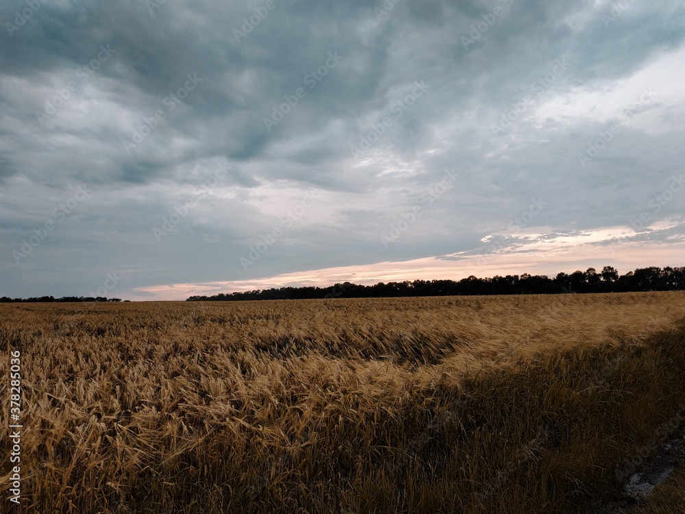 Fototapeta premium field of wheat and sky