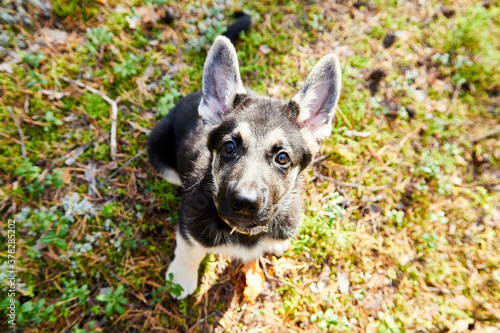 Small German shepherd puppy in nature in a day