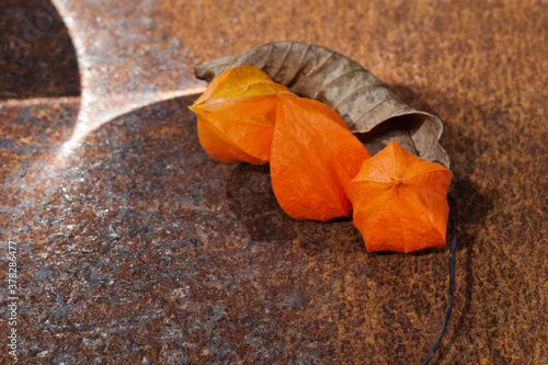 Physalis alkekengi. Miechunka rozdęta i suchy liść orzecha włoskiego leżące na zardzewiałej blasze, układ, kompozycja.