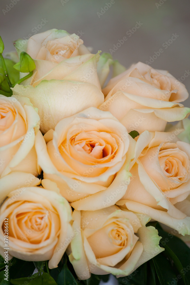 bouquet of rose, close up of wedding bouquet bouquet of rose, close up of wedding bouquet