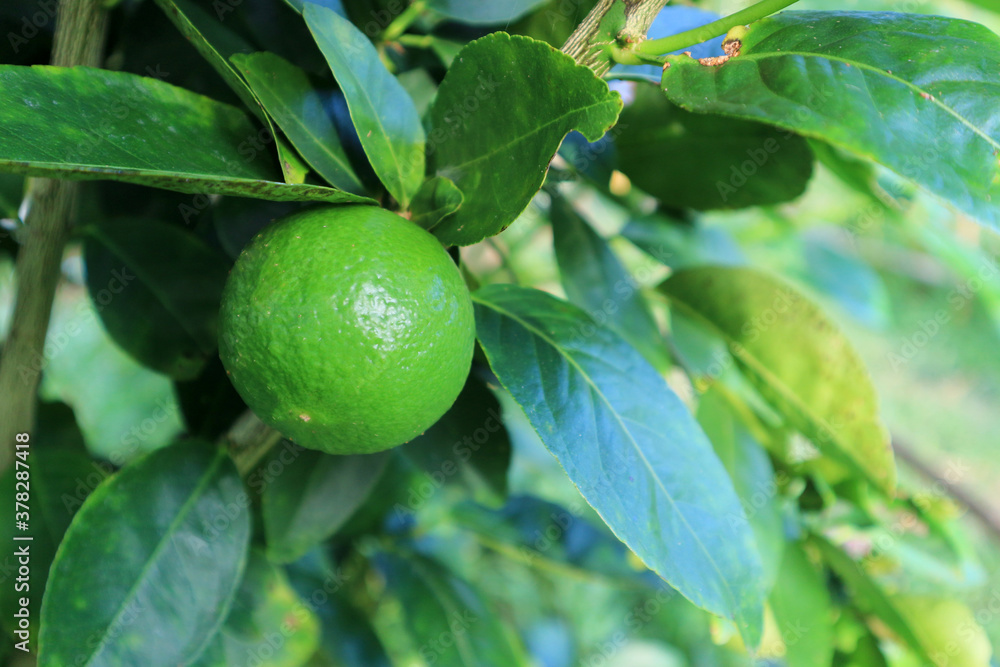 Close up of Green lime lemon tree in the garden farm. Close up of Green lime lemon tree in the garden farm.