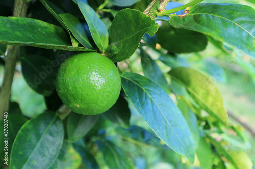 Wallpaper Mural Close up of Green lime lemon tree in the garden farm. Torontodigital.ca