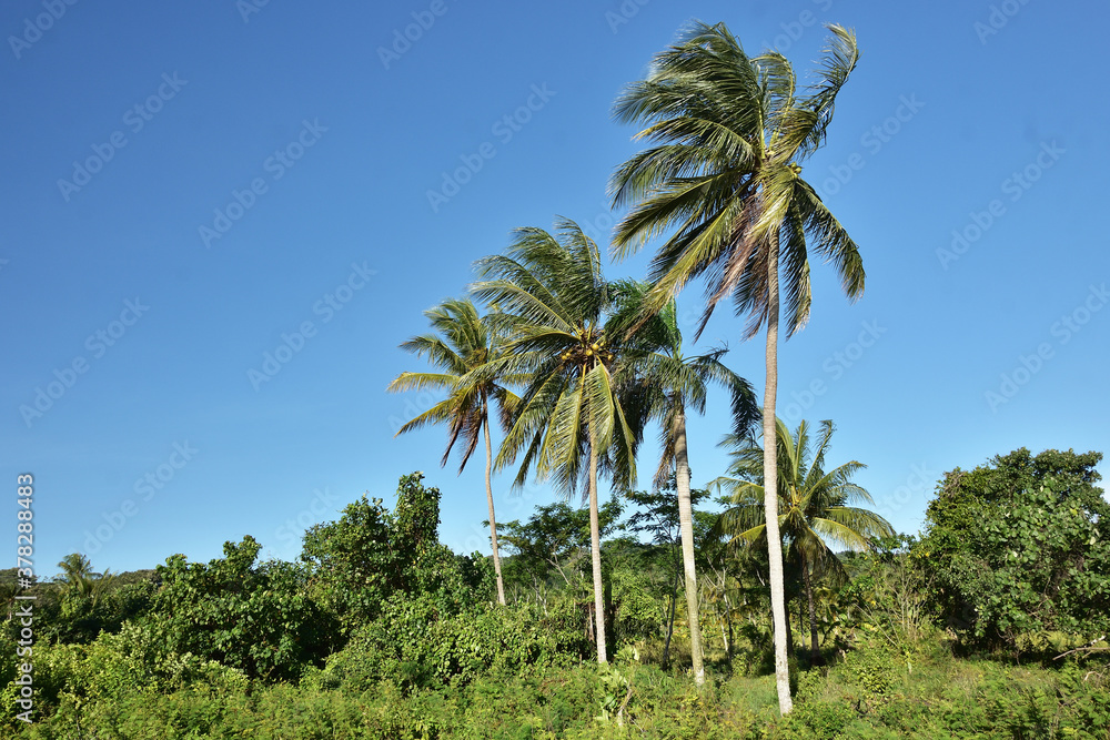 palm trees and sky