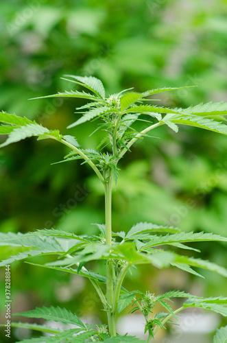 Cannabis plant in flower against a green background in the garden
