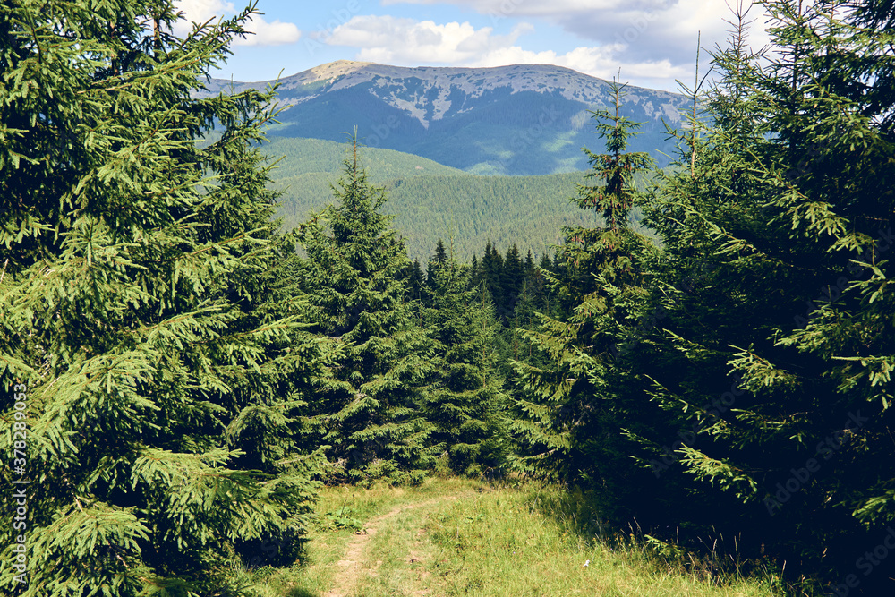 Forest in summer. A path between fir and pine-tree during a sunny day. Dark autumn forest. Hiking in wild mountain. Adventure Travel Concept